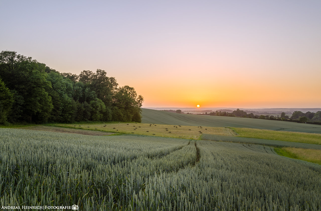 Sonnenuntergang in einem Kornfeld außerhalb von Dahenfeld