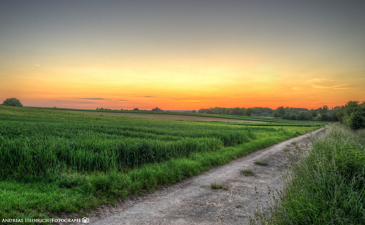Blaue Stunde in den Feldern bei Dahenfeld