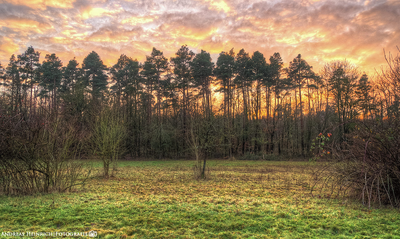 Sonnenuntergang am Waldrand bei Dahenfeld